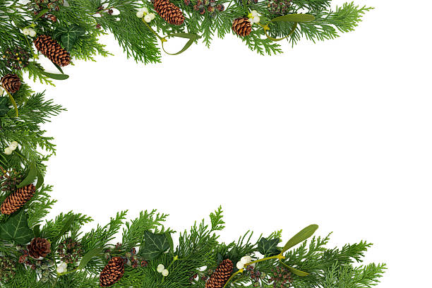 istock Winter Christmas Cedar Fir Leaf Mistletoe Pinecone Background 2220060017