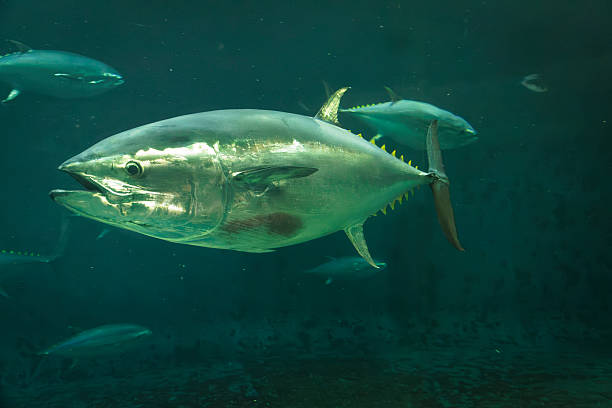 istock Swimming bluefin tuna 2220060816