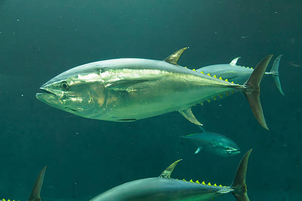 istock Swimming bluefin tuna 2220060835