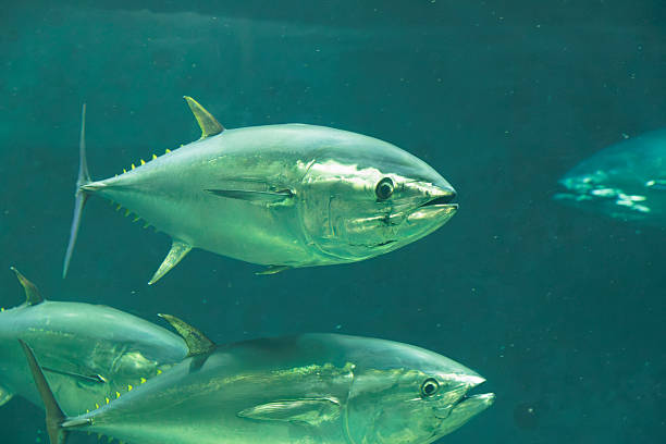 istock Swimming bluefin tuna 2220060843