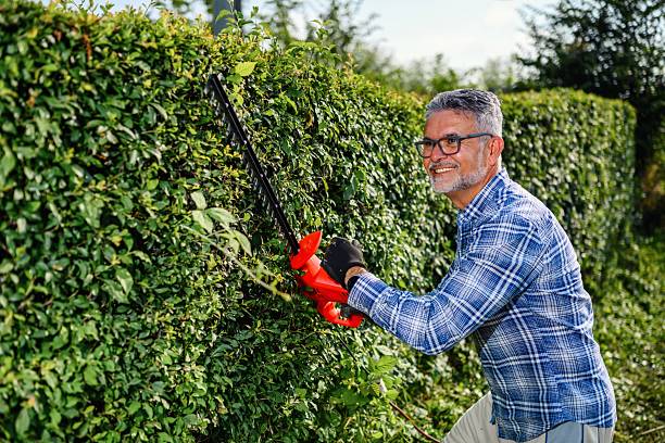 istock Mature man using cordless trimmer to cut garden hedge 2220064462