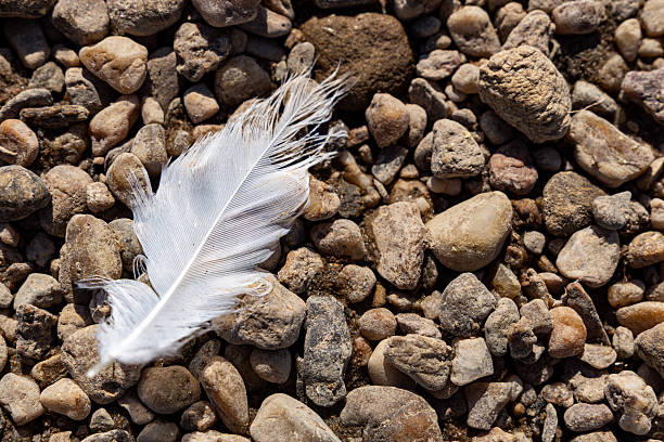 Close-up of a delicate white feather resting on a rough, sunlit gravel surface symbolizing contrast between softness and hardness.