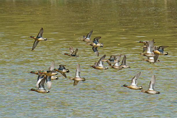 flock of eurasian green-winged teal in flight over a small lake, Anas crecca, Anatidae