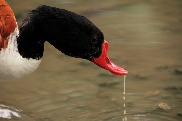istock A common shelduck - Tadorna tadorna 2220065748