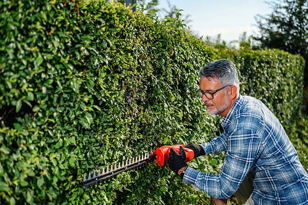 istock Mature man using cordless trimmer to cut garden hedge 2220066297