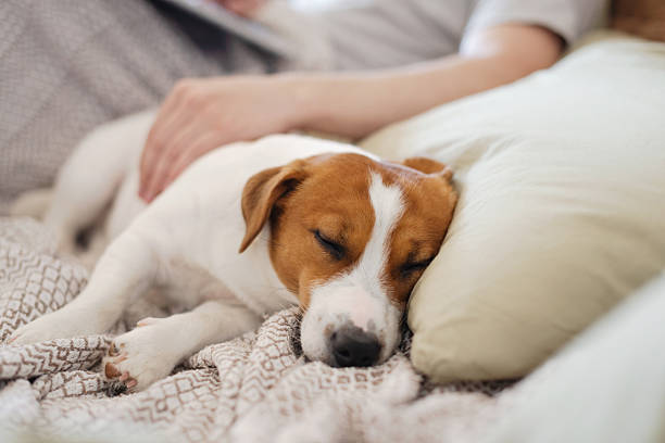 istock Cute Jack Russell Terrier dog sleeping next to his owner on a cozy sofa while the man works or watches something on a laptop at home on a sunny day. Peaceful domestic moment 2220067169