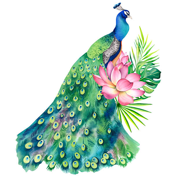 istock Peacock and lotus flower. Hand-painted watercolor painting on a white background. Botanical illustration of monstera, palm branches and lotus. Chinese, Japanese, Indian ornaments. Zen design. 2220073977