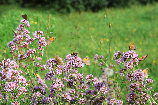 Wild oregano is a good herb in the kitchen and provides food for many insects.