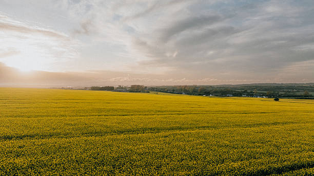 istock A field of yellow grass with a cloudy sky in the background 2220074616