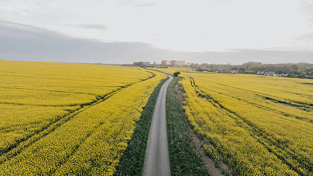 A road runs through a field of yellow flowers