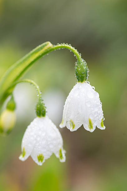 istock White flowers wet with rain 2220078823