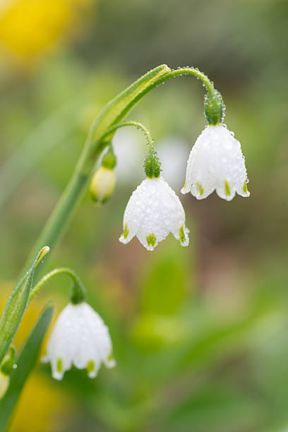 istock White flowers wet with rain 2220078895