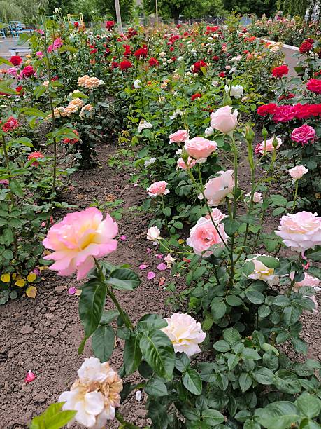 istock Roses in the flower bed in summer. 2220084083