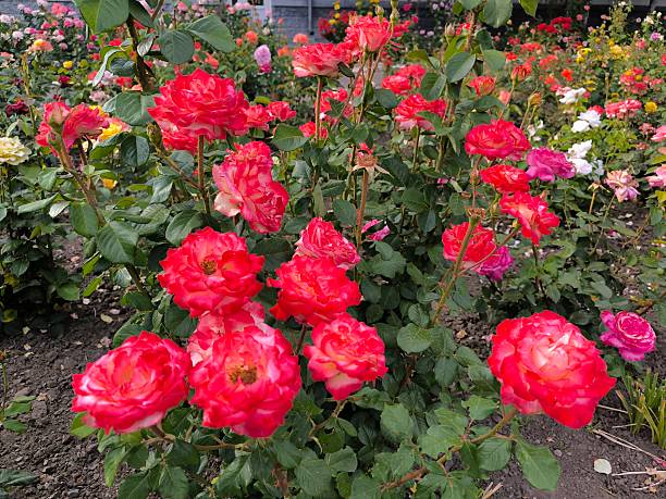 istock Roses in the flower bed in summer. 2220084145