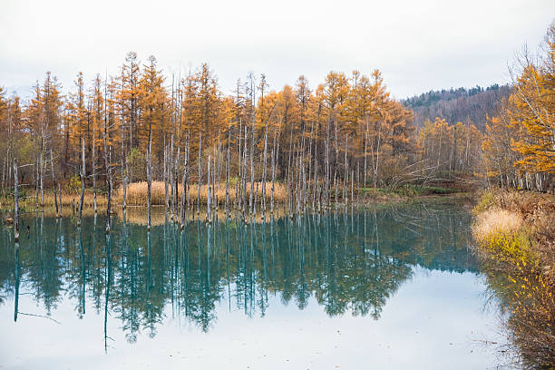 istock Beautiful pine forest by the lake in spring. 2220086669
