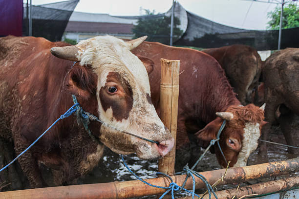 Cows are seen tied up in temporary pens, preparing to be sold as sacrificial animals ahead of Indonesia's Eid al-Adha celebrations.
