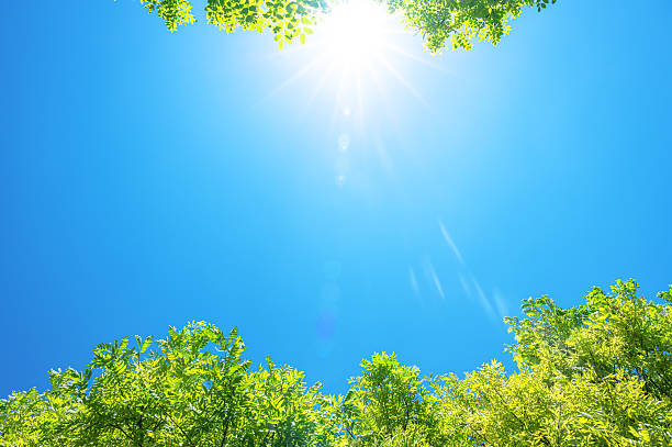 istock Beautiful sunlight through treetops with sunny blue sky in sping season 2220089923