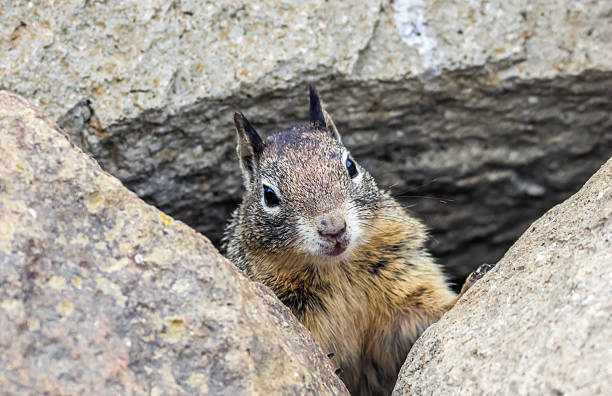 istock The California ground squirrel (Otospermophilus beecheyi), also known as the Beechey ground squirrel. 2220091205