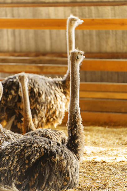 istock Ostriches standing in a barn with straw on the floor during daytime 2220093362