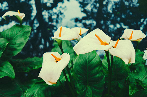 Arum Lily growing beside a pond at Richmond Park, London.