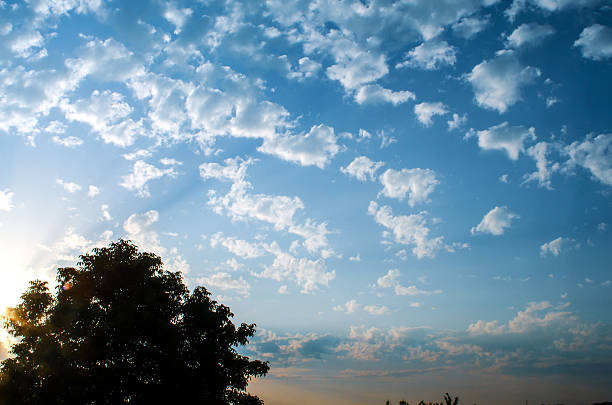 Sunrise sky with scattered white clouds and tree silhouette in summer