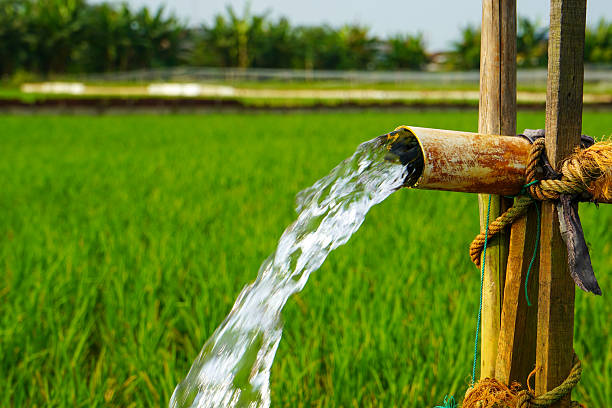 istock Irrigation of rice fields using pump wells with the technique of pumping water from the ground to flow into the rice fields. Pumping water through plastic PVC pipes from underground using electric. 2220094779