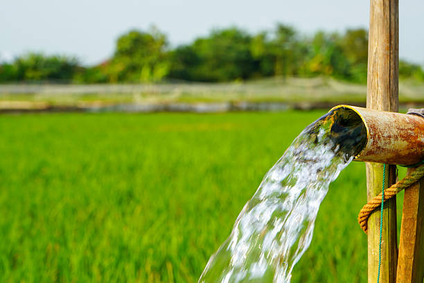 istock Irrigation of rice fields using pump wells with the technique of pumping water from the ground to flow into the rice fields. Pumping water through plastic PVC pipes from underground using electric. 2220094820