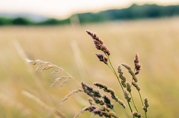 istock Wild meadow grass in soft focus with golden evening sunlight 2220094971