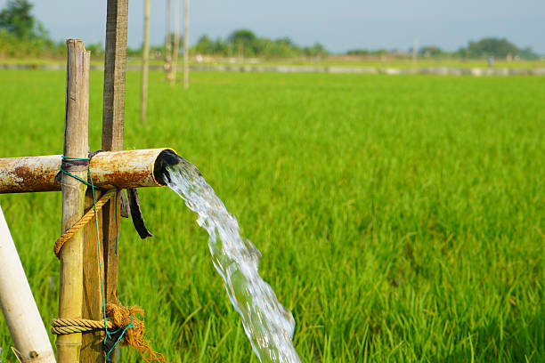 istock Irrigation of rice fields using pump wells with the technique of pumping water from the ground to flow into the rice fields. Pumping water through plastic PVC pipes from underground using electric. 2220094972
