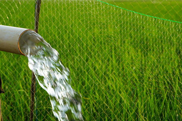 Irrigation of rice fields using pump wells with the technique of pumping water from the ground to flow into the rice fields. Pumping water through plastic PVC pipes from underground using electric.