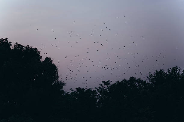Huge number of flying crows flying at the evening time.