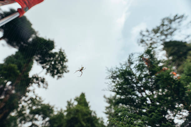 Spider web with spider under the sky inti the nature