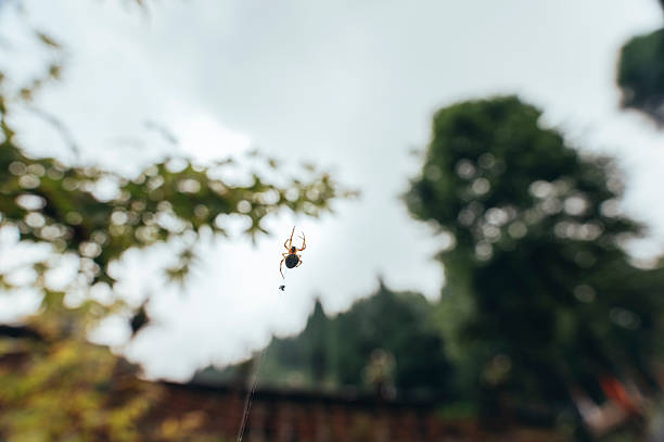 Spider web with spider under the sky inti the nature