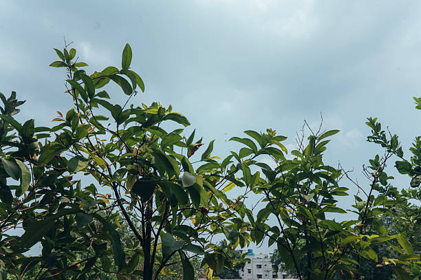 Green plant part closeup stock image