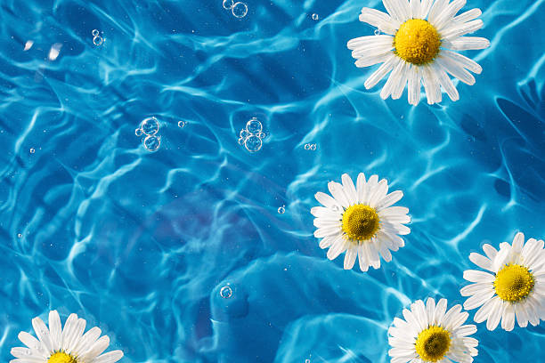 istock Chamomile flowers floating on blue background, drop stains on water. Copy space. Background 2220095923