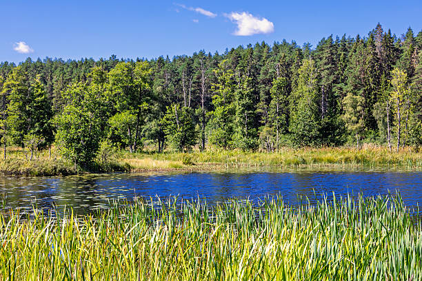 istock Forest lake with a bog in a coniferous forest on a sunny summer day 2220096005