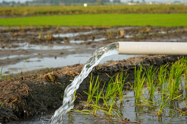 istock Irrigation of rice fields using pump wells with the technique of pumping water from the ground to flow into the rice fields. Pumping water through plastic PVC pipes from underground using electric. 2220096235