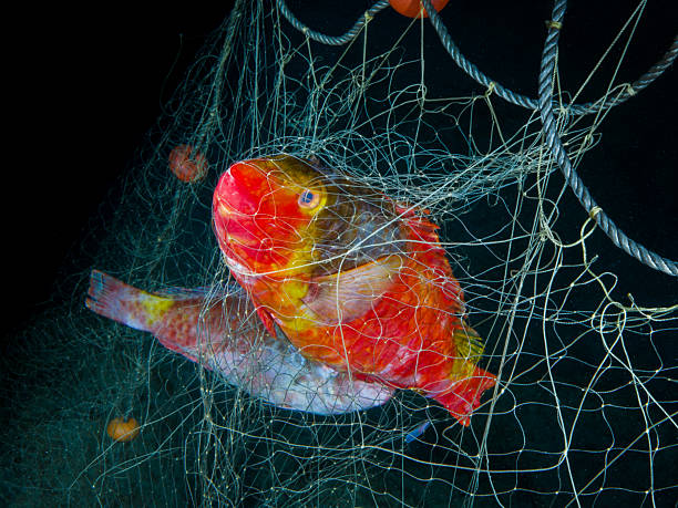 istock Parrot fish caught in fishing nets 2220096422