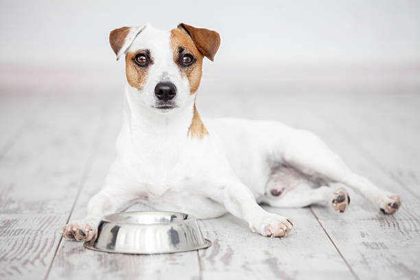 istock Dog eats food from bowl 2220097161