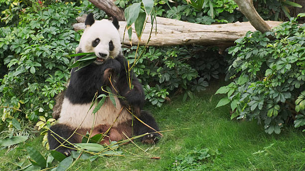 istock Cute giant panda bear eating bamboo 2220097612