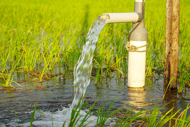 istock Irrigation of rice fields using pump wells with the technique of pumping water from the ground to flow into the rice fields. Pumping water through plastic PVC pipes from underground using electric. 2220098204