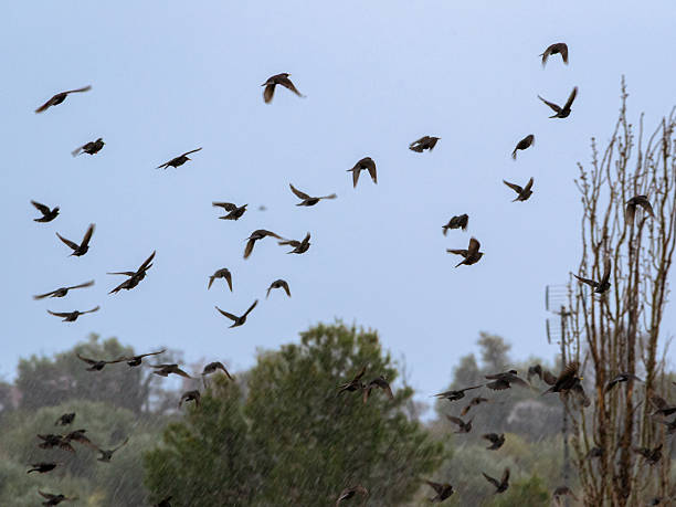 istock Flock of birds in flight 2220099243