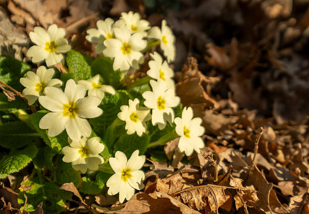 Close-up of vivid purple primrose blooms with bright yellow centers, overlapping petals and delicate white edges. A vibrant floral collage evoking energy, spring renewal, and garden serenity—perfect for colorful backgrounds and nature themes.