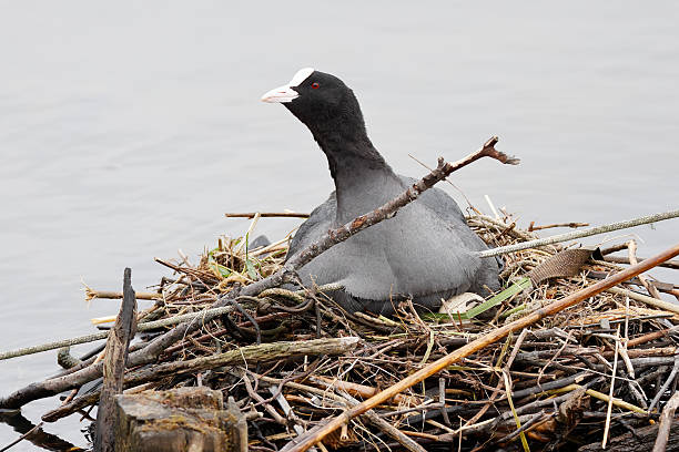 L 36-42cm.Breeds on lakes and slow rivers with ample vegetation but also open-water areas.Many birds winters in the Netherlands and W Europe; where they occur in large flocks.Nest a pile of dead reeds at reed bed edge, often fairly visible.Defends territory fiercely, swims menacingly at intruders and charge them.Coots are common Birds in the Netherlands.