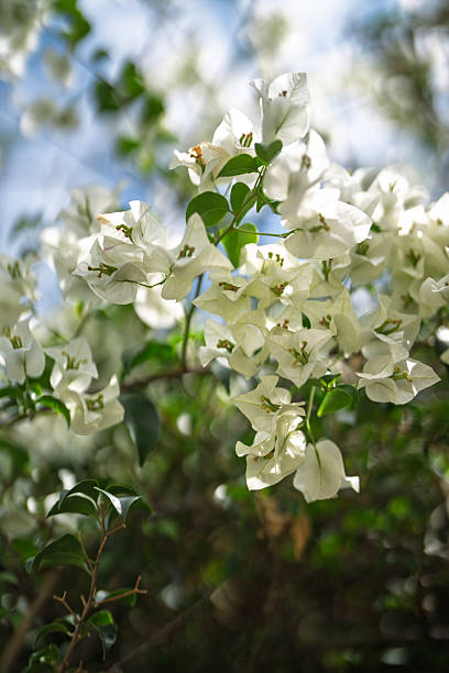 istock White Bougainvillea Blossoms in Sunlight 2220100964