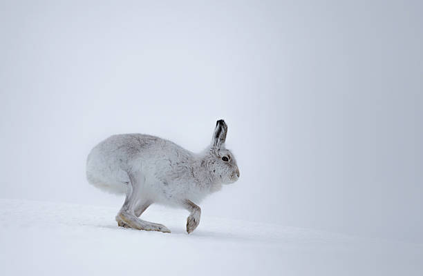 istock Mountain Hare ( lepus timidus) running up a snow covered hillside 2220102615