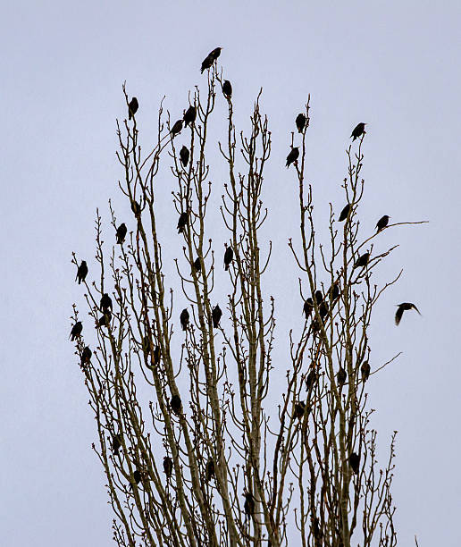 Flock of Blackbirds perched in the trees