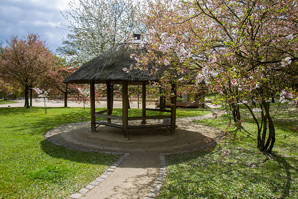 jAPANESE  GARDEN  with cherry blossom  nd thatched roof alcove . Hanami in elgian town in  mid April