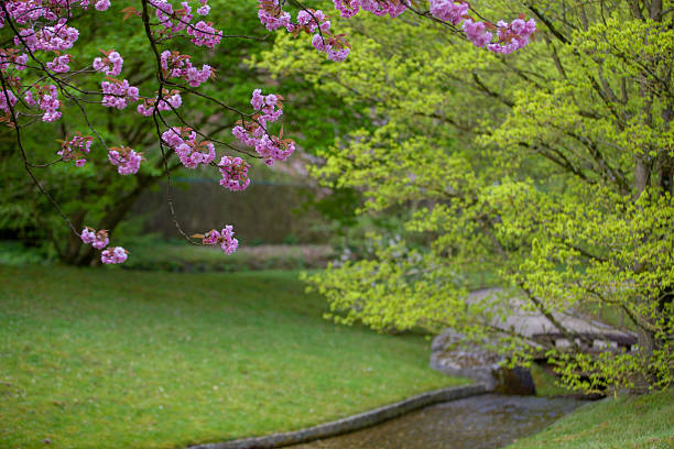 istock cHERRY BLOSSOMS in Japanese garden 2220105468