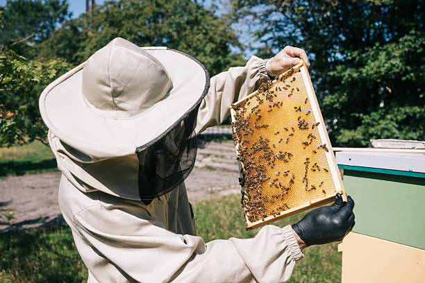 Beekeeper studies the honey-filled frame, inspecting the capped honey cells and the bees’ progress
